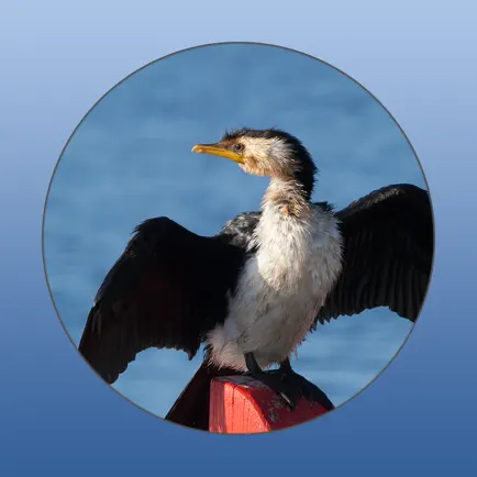Wildlife Field Guide to Gippsland Lakes Cheats