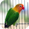 The Lovely Parrot——Mystery Hunter、Birds Rescue