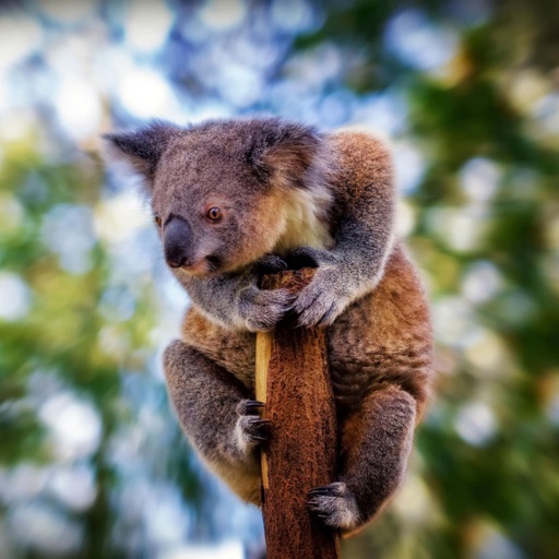 Koala Wallpapers HD: Quotes Backgrounds with Art Pictures