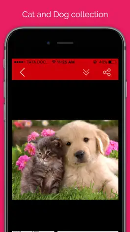 Game screenshot Pet wallpaper pictures : Background of flowers, cats and dogs for your mobile lock screen hack