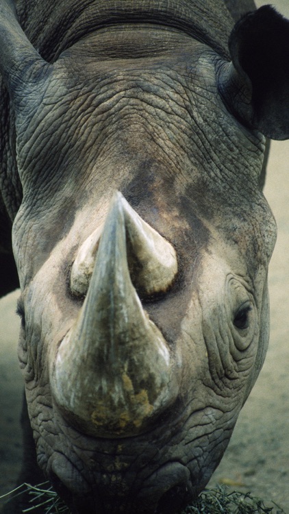 Animal Sounds Quiz  2016: Kids games screenshot-4