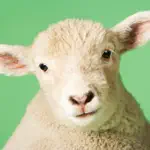 Sheep Sounds App Cancel
