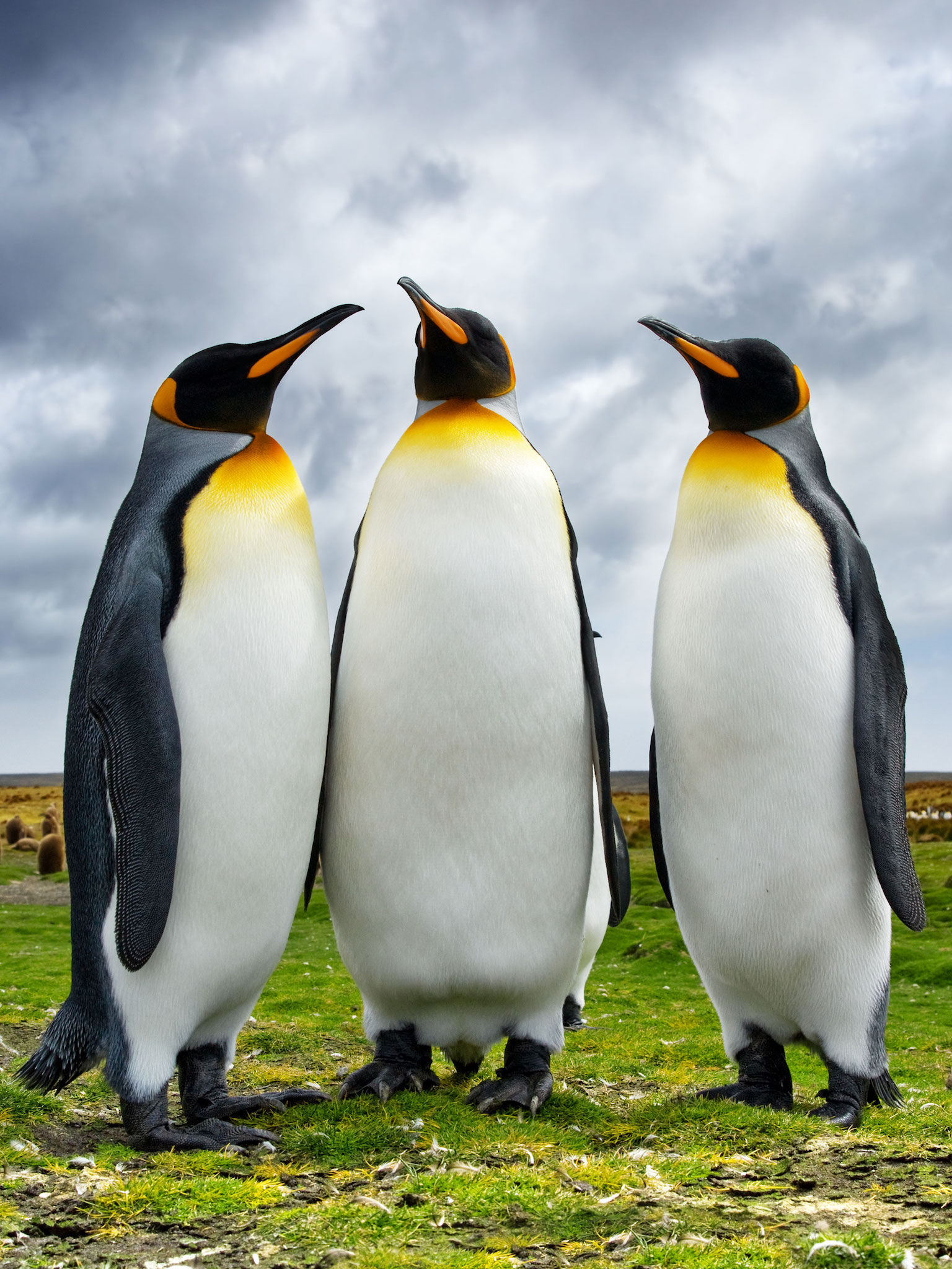 Animal Sounds Quiz  2016: Kids games