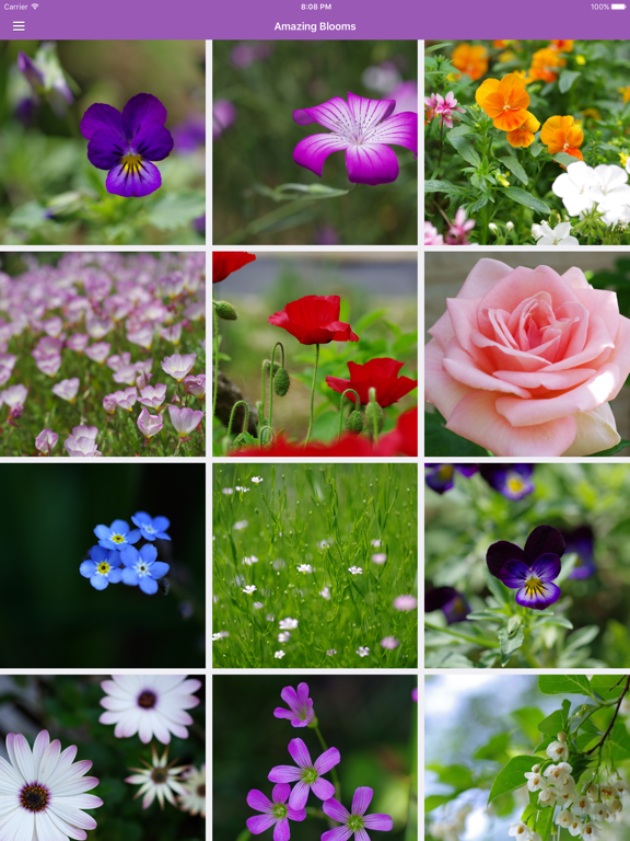 Screenshot #4 pour Flowers Daily