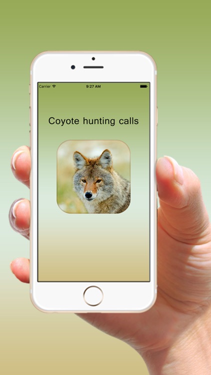 Coyote Hunting Calls - Fox Sounds
