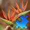 Flowers Colors Great Puzzle - is a great jigsaw puzzle with the most beautiful photos and with interesting detailed info