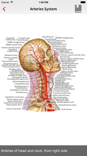 Human Anatomy Position(圖3)-速報App