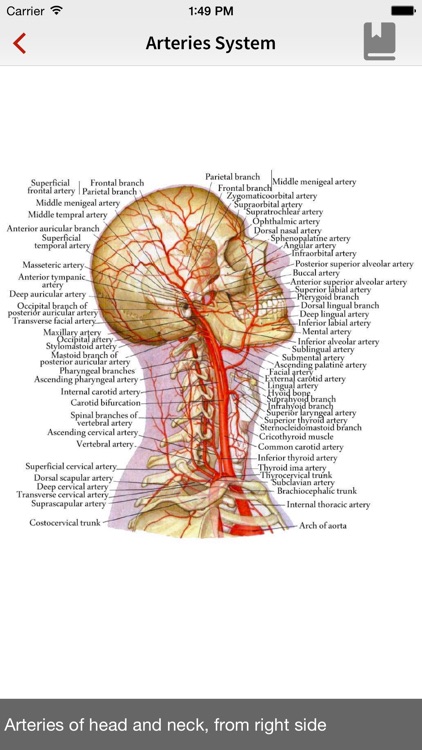 Human Anatomy Position screenshot-2