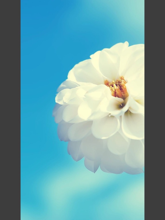 Flowers HD Wallpaper - Great Collection iPad screenshot