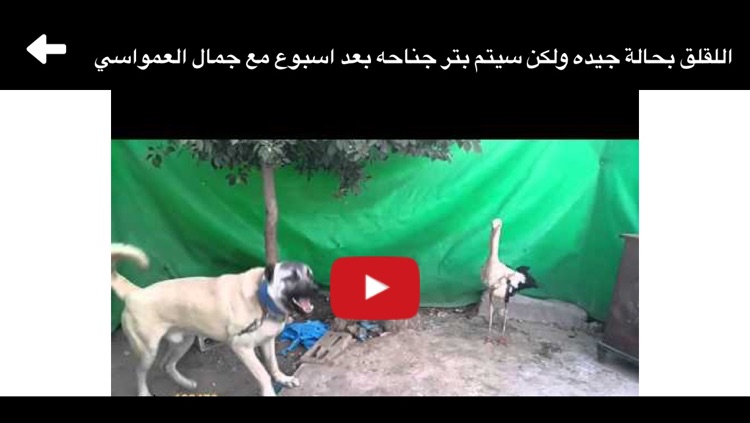 جمال عمواسي