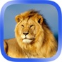 African Animals Puzzle app download