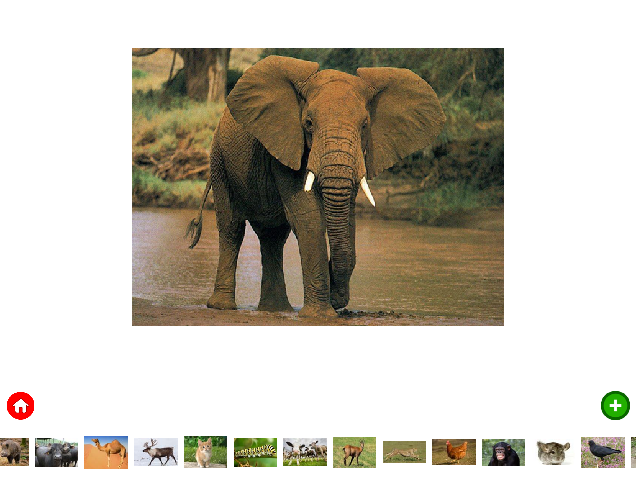 Animal Planet | Birds and Animals for Kids screenshot 8