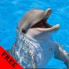 Dolphin Photos & Video Galleries FREE