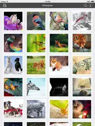 Wallpaper Collection Animals Edition ipad bilder 0