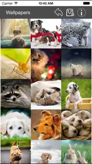 wallpaper collection animals edition problems & solutions and troubleshooting guide - 3