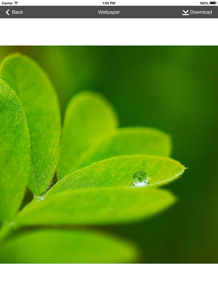 Wallpaper Collection Macro Edition