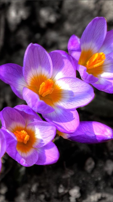 Screenshot #2 pour Flowers HD Wallpaper - Great Collection