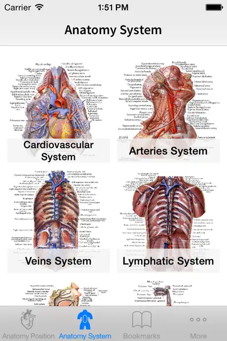 Human Anatomy Position