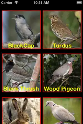 Game screenshot Birds Mimic apk