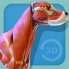 Visual Anatomy - Canine icon