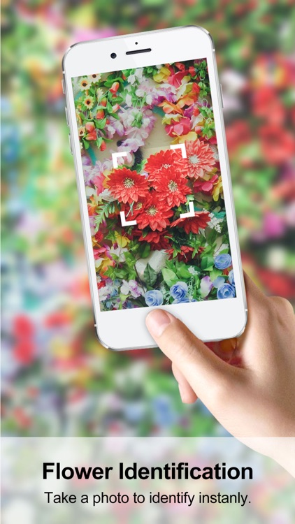 Garden Flower Identification - Plant Identifier Free