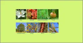 Game screenshot Baum-Bestimmung mod apk