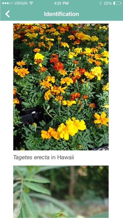 Garden Flower Identification - Plant Identifier Free screenshot-3