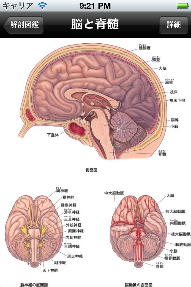 Handy Anatomy screenshot 2