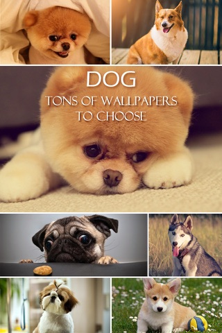 Dog Wallpapers & Backgrounds Pro - Home Screen Maker with Cute Themes of Dog Breeds screenshot 2