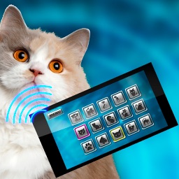 Translator Cat Pet Joke