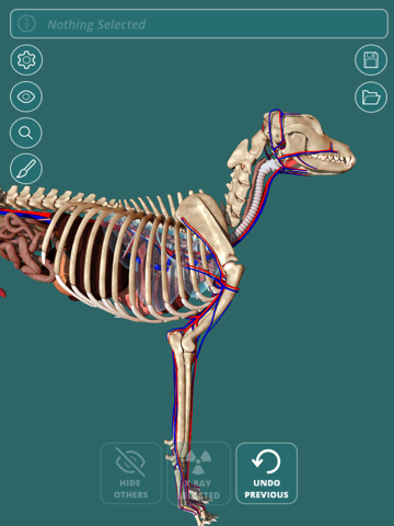 Visual Anatomy - Canineのおすすめ画像2