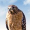 Learn hawk calls and identify these birds by their sound in nature