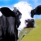 With these wallpapers there’s no need to visit the farm to see beautiful, happy cows every day