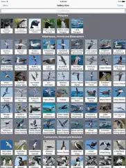 birds of new zealand ipad images 3