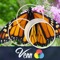 Venn Butterflies: Overlapping Jigsaw Puzzles