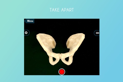 Human Pelvis 3D screenshot 2