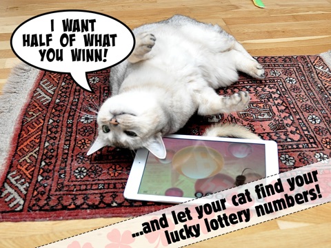 Lucky Cat Lottery Numbers - Catch Game For Cats screenshot 3