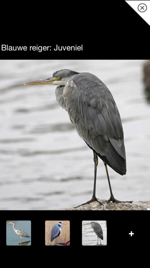 Vogels in Nederland: Een Zakgids van iSpiny(圖5)-速報App
