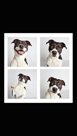Game screenshot Simple Photo Booth - Best Real Camera Selfie Fun App with Collage Grid Frame hack