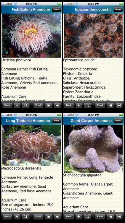 Encyclopedia of Sea Anemones