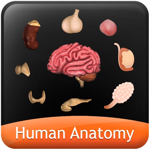 Human Anatomy Explorer - Endocrine System