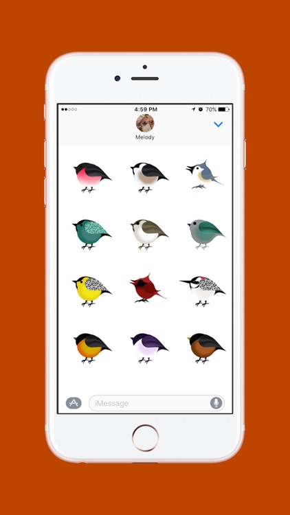 Pretty Birds