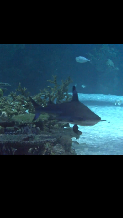 How to cancel & delete Watch Real Live Sharks from iphone & ipad 1