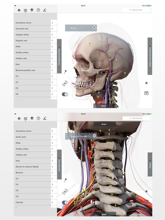 Anatomy Easy : Learn Muscles, Skeleton and Bones