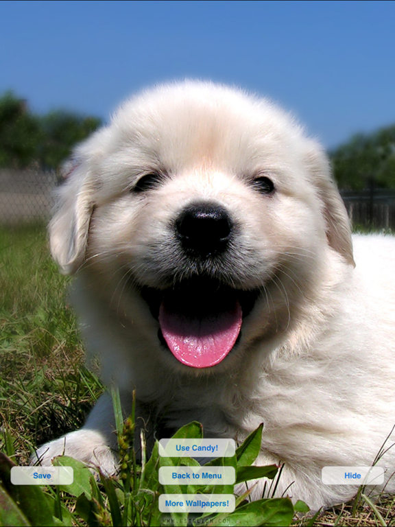 Screenshot #6 pour Cute Pets Slideshow & Wallpapers (HD)