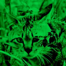 Virtual Night Vision app icon