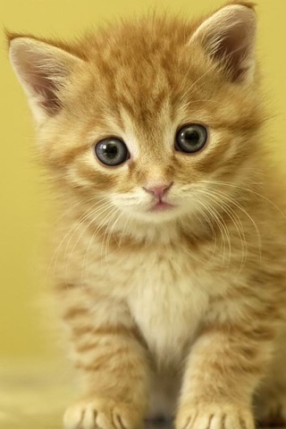 Baby Cats & kittens Wallpapers HD for iPhone screenshot 2