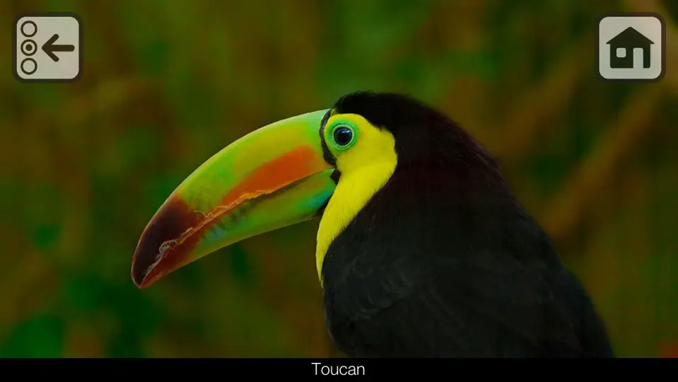 Screenshot von 100 Zootiere - Ohne Werbung auf dem iPhone 3