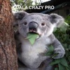 Koala Crazy Pro