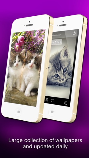 Wallfive HD Wallpapers - My Little Kittens(圖4)-速報App